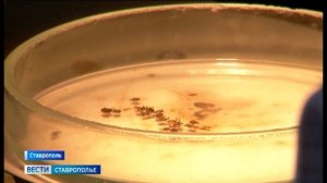 С первым потеплением на Ставрополье проснулись клещи