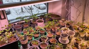 Не поливайте рассаду талой водой.