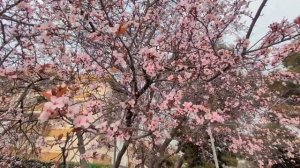 998.Весеннее цветение противостоит зимнему небу.