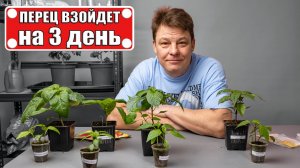 Не всходит перец, что-то не так!?