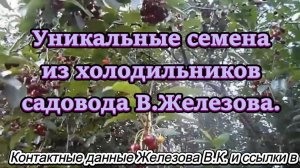 Уникальные семена из холодильников садовода В.Железова.