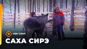 «Саха сирэ» информационнай биэрии. Кулун тутар 4 күнэ 13.30