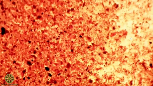 Оценка состояния почвы с помощью микроскопа. Сестра Мередит Ли. Часть 3