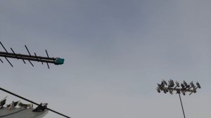 Николаевские голуби 02.03.26 г