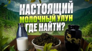 Молочный улун: мифы и реальность