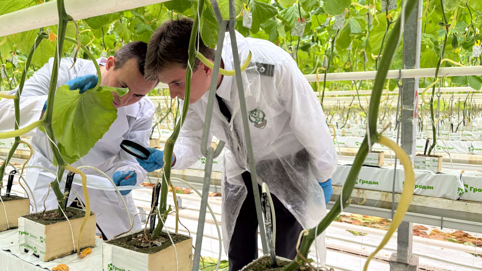 Видео: На Кубани Россельхознадзор проводит мониторинг карантинного фитосанитарного состояния теплиц