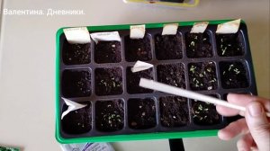 проверяю всходы цветов из посеянных в феврале семян. где то густо где-то пусто. жду.