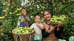 Мама поневоле. Дуонг. Собираю урожай яблок для продажи. Купаю ребенка. Серия 76
