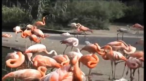 Самые красивые птицы