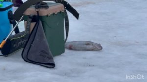 Поимки Форели