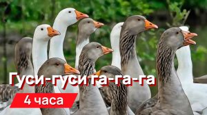 Звуки для соседей - гуси-гуси га-га-га