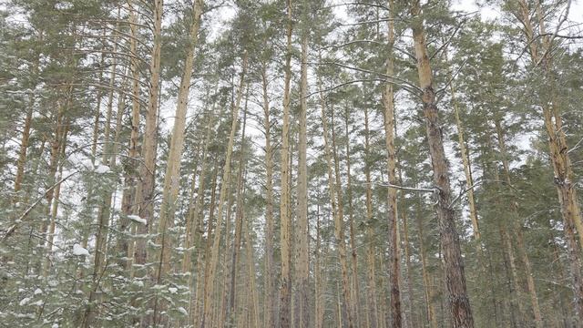 Прогулка в сосновом бору.