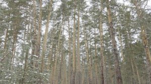 Прогулка в сосновом бору.