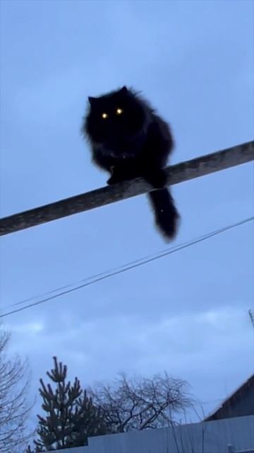 УЖАСТИК!!! #кошка #кот #киса #киска #черныйкот #ужас #страх #шар #котяра #страшно #шок