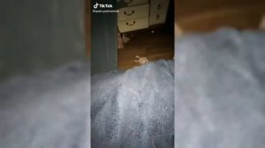 Goo Goo Gaga 😱 TikTok Compilation #1