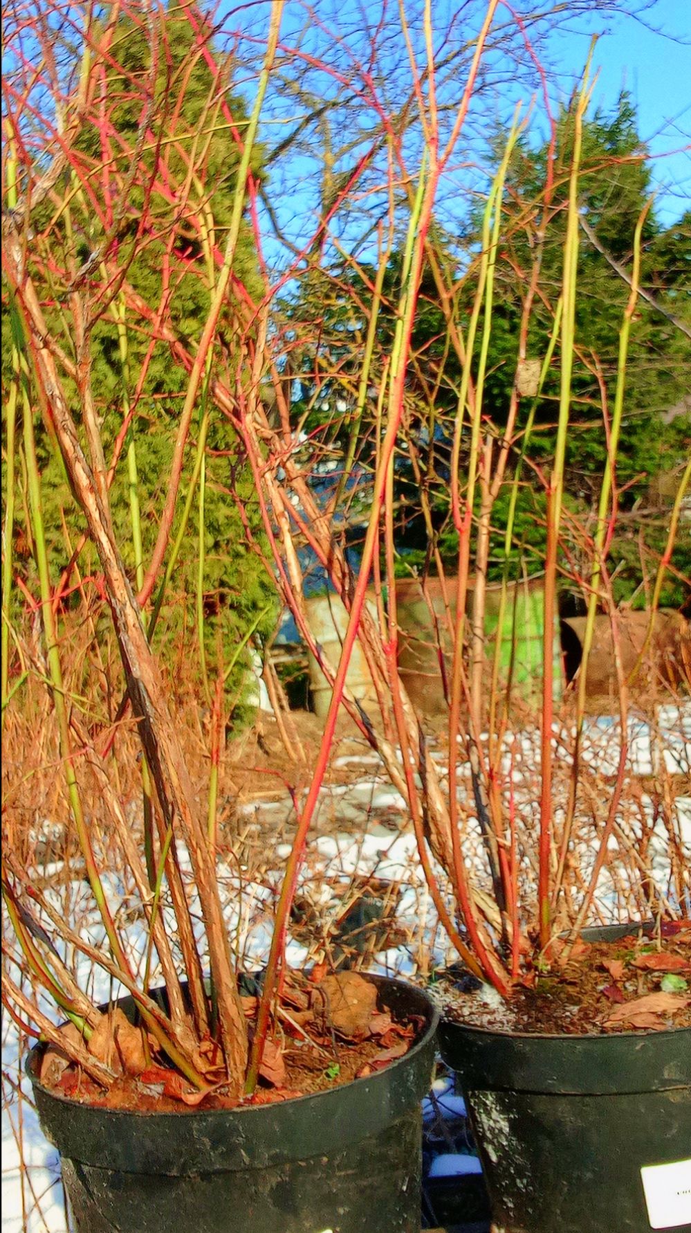 ГОЛУБИКА БЛЮКРОП промышленный сорт