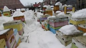 март на пасеке, работа с пчелами в марте, на что лучше обратить внимание в первую очередь, 4.03.2026