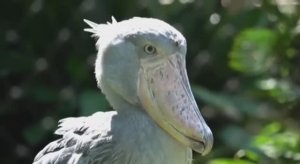 .... Китоглав- Что мы знаем о нём....