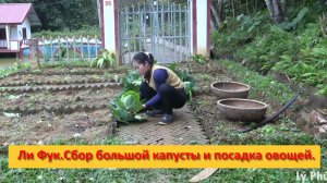 Ли Фук.Сбор большой капусты и посадка овощей.