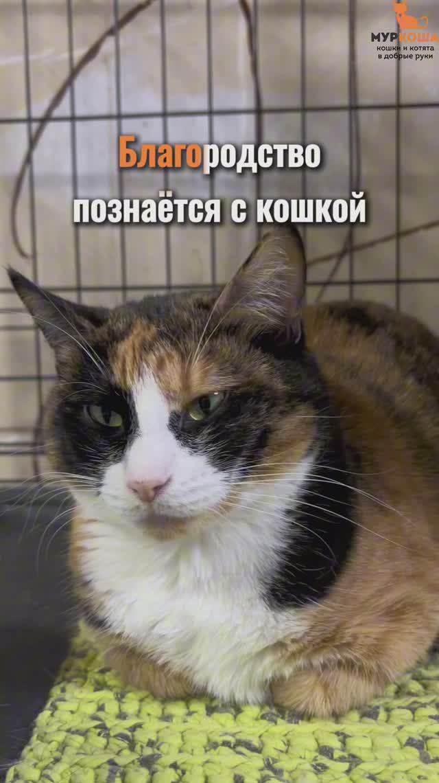 Мехрибан  ждёт вас в приюте #Муркоша