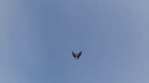 Николаевские голуби 02.03.26 г