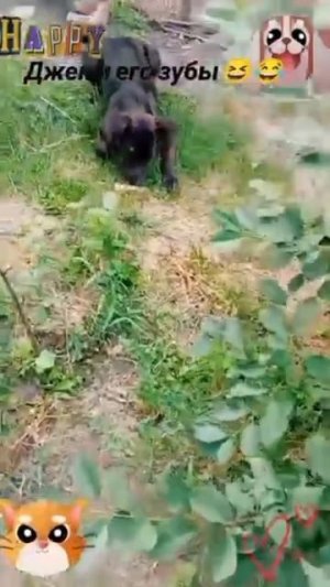 Джек и его зубы🐶 🐱😅