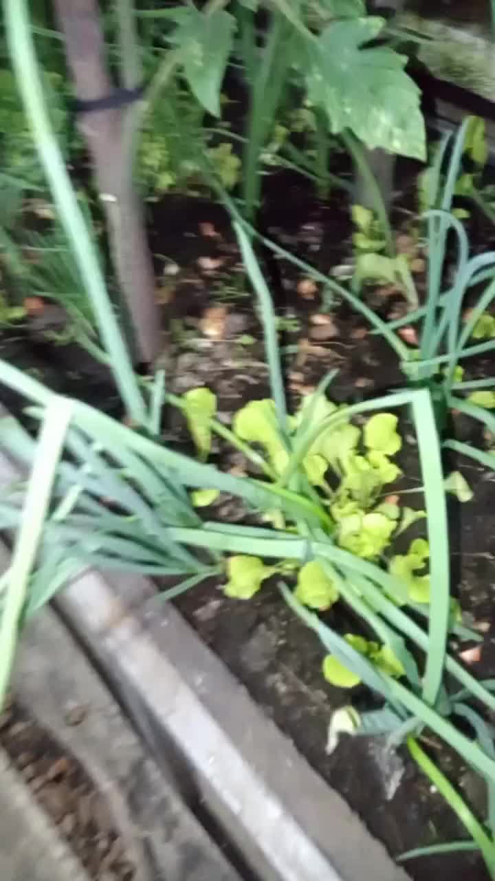 Чудо грядка в которой есть помидоры, лук, укроп и салат и даже шампиньоны. Всем привет. Не думал …