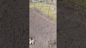 1000103315.mp4посадила морковь