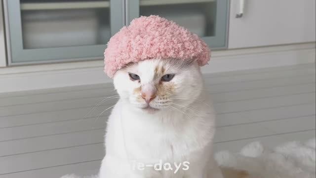 mie- days Влог 50-летней домохозяйки с 3 кошками