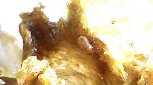 Тропилелапсоз пчел не реагирует на свет