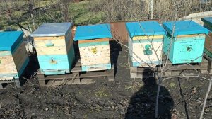 Последний день зимы. Облёт пчёл.