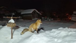 (1231) Лиса приходит в гости. Март 2026