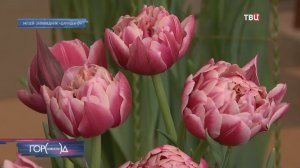 Посетители Аптекарского огорода смогут окунуться в ароматы весенних цветов