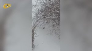 ЖЕЛЕЗНОГОРЕЦ ВЛАДИМИР ЛУКЬЯНОВ ПОДЕЛИЛСЯ ВИДЕО С СОБСТВЕННОРУЧНО СДЕЛАННОЙ КОРМУШКОЙ