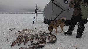 ОЗЕРО НА БЕСКРАЙНЕМ БОЛОТЕ. НА ОЗЕРЕ НИКТО НЕ РЫБАЧИТ КРОМЕ МЕНЯ. РЫБАЛКА В КАРЕЛИИ