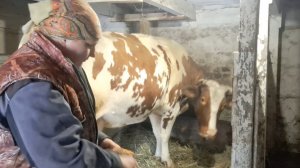 04-03-2026 О корове,о стойле