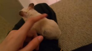 😤 ХОМЯК ПРОТИВ ЛЕСТНИЦЫ 💪💦