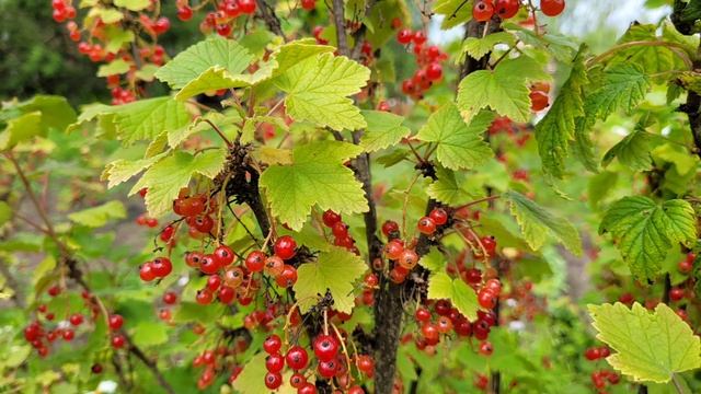 Что же делать, как же быть