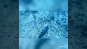 InShot_20260215_171651960.mp4