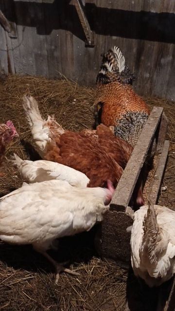 Домик в деревне Куры-несушки Ломан Браун и Леггорн