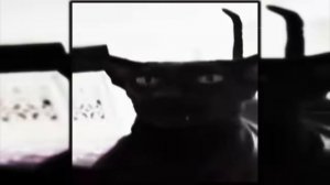 MONTAGEM VOLTE (FUNK) - Cat Edit 
Эдит про кошек с фонком