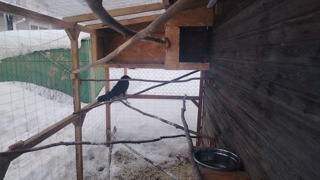 Ворон Гриша 4 марта, с праздником