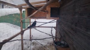 Ворон Гриша 4 марта, с праздником