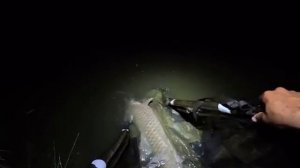 Приехал на двое суток ловить сазана и белого амура, carpfishing