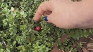 Клюква лучших сортов в оцинкованных грядках