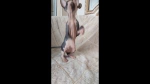 Котята питомника кошек  СТЕЛЛА ФОРТУНАТА