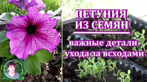 Петуния из семян. Важнейший шаг в уходе до пикировки Прореживание загущенных всходов