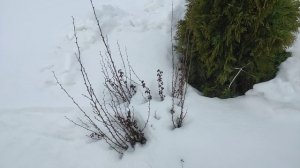 В марте на даче.