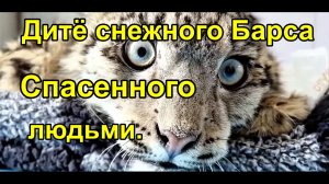 Упавший с утеса дитёныш Снежного Барса, благодаря заботе людей, не умер.