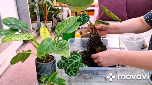 ЦВЕТОЧНЫЕ ДЕЛА И НЕМНОГО КАШПО.